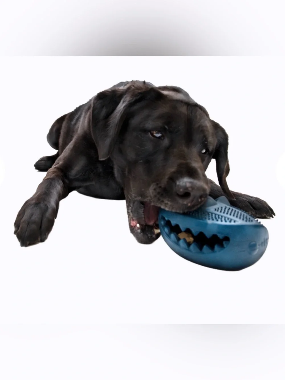Bark Box Super Chewer Hammer Fed Shark M-L solid rubber dog toy NEW treat dispen